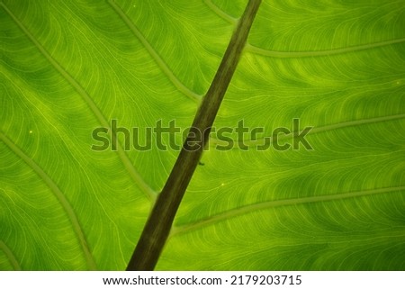 abstract and texture macro photo of green tree leaf bones in the morning sun