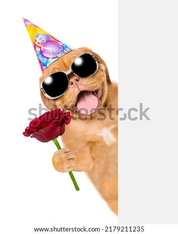 Happy puppy wearing party cap and sunglasses holds red rose behind a white and blank banner. isolated on white background