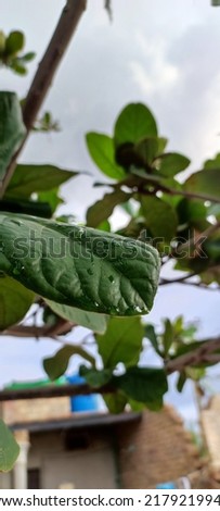 This is the picture of leaf in which you can see the rain or water drops are on the leaves of the tree.This is the beauty of nature and beautiful greenery scene 