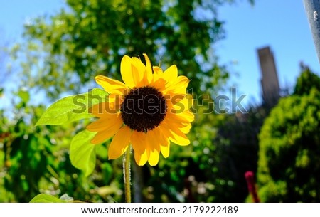 sunflower in the August sun with bee pollinating. High quality photo