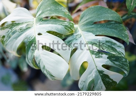 Monstera Borsigiana White Variegated leaf Royalty-Free Stock Photo #2179229805