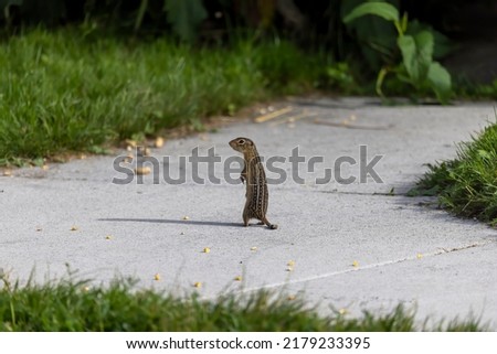 Adult Thirteen-Lined Ground Squirrel - 
(Spermophilus tridecemlineatus ) a burrowing squirrel that is typically highly social, found chiefly in North America and northern Eurasia,