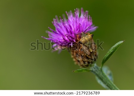 lilac thistle flower on a green background with a camouflaged bedbug on its stem. copy space. nature concept.