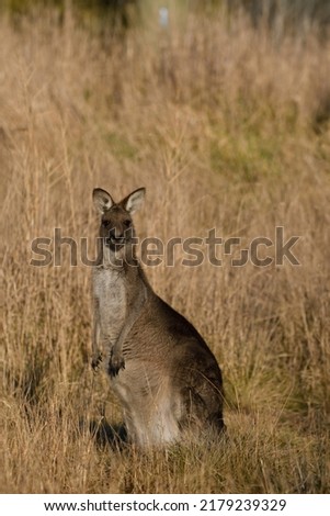 A wild female Eastern Grey Kangaroo (scientific name: Macropus giganteus) facing towards the camera at Jerrabomberra Wetlands in Canberra.