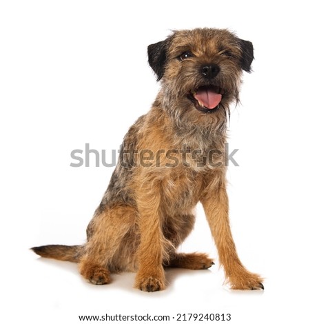 Border terrier dog isolated on white background looks to the camera