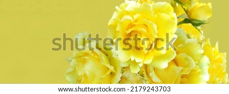 closeup of light yellow roses on a yellowish background