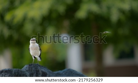 Northern Mockingbird perched on rock with insect in beak and another insect flying away,
