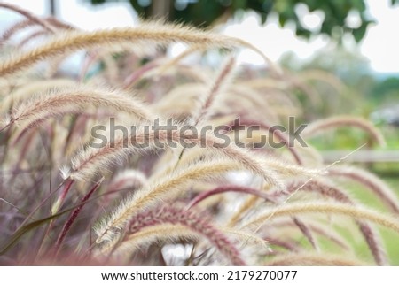 Flowering grass in its field with a blurred background