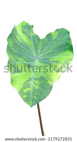 Elephant Ear, Tara Plant, isolated on white background with clipping path.