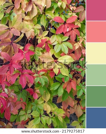 Color palette swatches of amazing autumn leaves and berries of Parthenocissus quinquefolia plant. Bright contrast and pastel fresh fashion trends in color combination. Colorful inspiration from nature