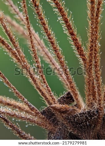 Photo macro - photo defocus - stem of a wild plant in a garden, which is hairy and covered with dew. on a blurred nature background