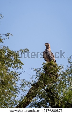Booted eagle or Hieraaetus pennatus portrait perched high on tree with natural blue sky background at tal chhapar sanctuary rajasthan India