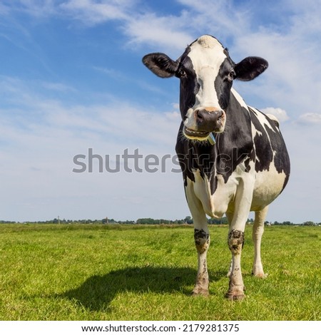 Ruminating cow in a field, front view full length, showing teeth looking at camera Royalty-Free Stock Photo #2179281375