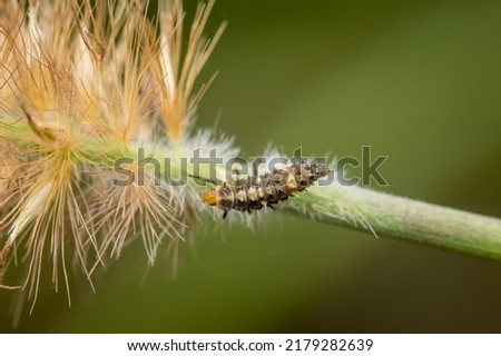 Macro photo of ladybird Beetle larva on grass inflorescence. It is a beneficial insect in agriculture because it control insect pests by feeding on it which harmful for crops. Used selective focus. Royalty-Free Stock Photo #2179282639
