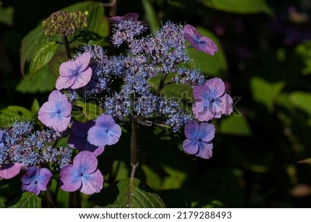 A cluster of blue-purple hydrangea petals, each one delicate with a few buds yet to bloom.