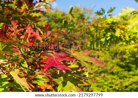 Colorful autumn oak leaves in sunny weather