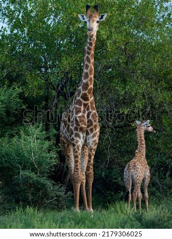 Giraffe is a safari goer's favorite.
Giraffes are often seen in Kruger national park on safari 