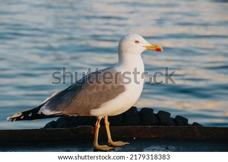 A seagull by the sea of Marmara in Istanbul
