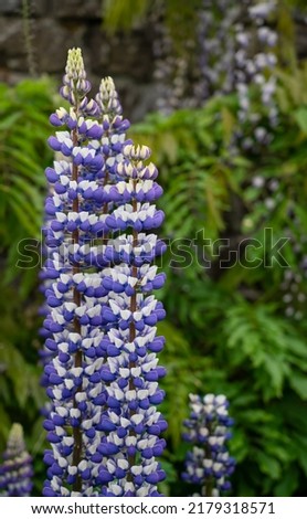 detailed close up of Lupinus 'The Governor' (Band of Noble Series)