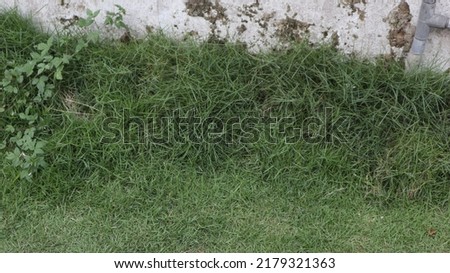 Green grass lawn in the garden 