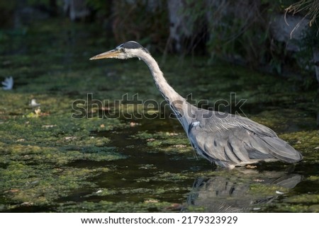 Grey heron waiting patiently and ready to pounce on a fish