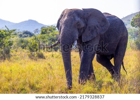 Giant African Wild Elephant with Tusks  Royalty-Free Stock Photo #2179328837