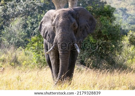 Giant African Wild Elephant with Tusks  Royalty-Free Stock Photo #2179328839