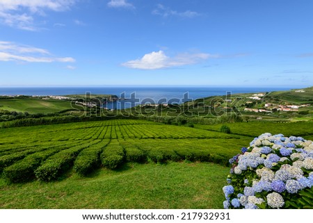Tea plantation in Porto Formoso on the north coast of the island of sao miguel. The Azores are one of the main tourist destinations for holidays in Portugal. Royalty-Free Stock Photo #217932931