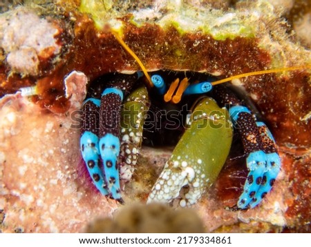 Small crustacean and worm of tropical lagoon of Reunion island