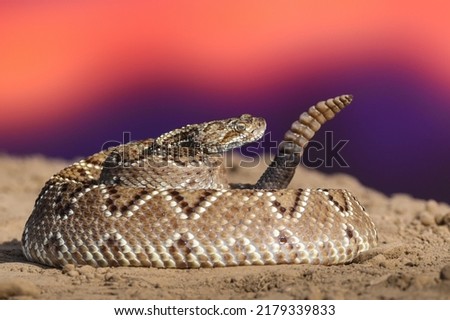 Close-up of a snake into the wild