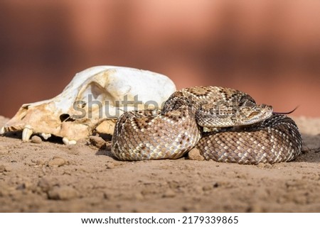 Close-up of a snake with a skull into the wild