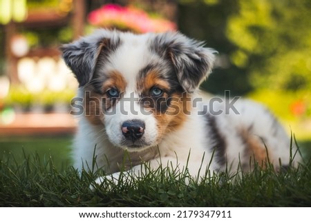 young Australian Shepherd dog rests on the grass in the garden and smiles happily. Blue eyes, brown and black spot around the eyes and otherwise white body gives the female a beautiful and cute look. Royalty-Free Stock Photo #2179347911
