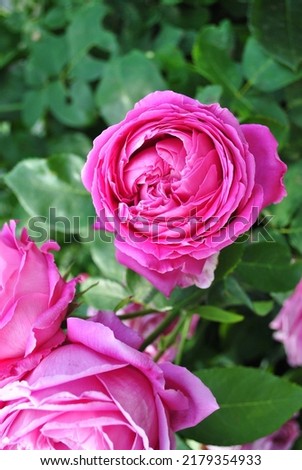 Fresh roses in the summer garden