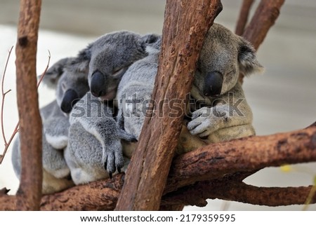 Group of three small gray fur koalas with yellowish belly sleeping after foraging while sitting on a rest place made of branches and branchlets of eucalyptus trees. Brisbane-Queensland-Australia. Royalty-Free Stock Photo #2179359595