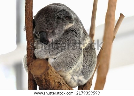 Small gray fur koala with yellowish belly sleeping after foraging while sitting on a rest place made of branches and branchlets of eucalyptus trees. Brisbane-Queensland-Australia. Royalty-Free Stock Photo #2179359599
