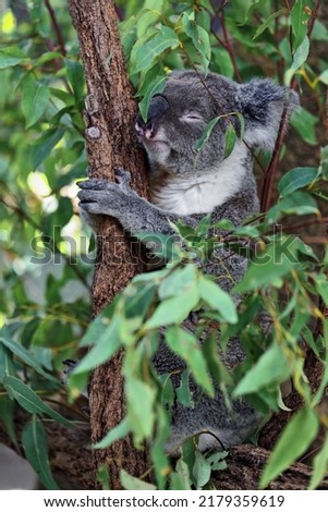 Gray fur koala sleeping after foraging while perched in a fork among the branches and branchlets and green leaves of a eucalyptus tree. Brisbane-Queensland-Australia. Royalty-Free Stock Photo #2179359619