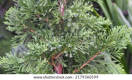 Fir is a plant that is easy to care for and has leaves that do not dry out or fall off easily. In fact, this plant can live up to hundreds of years