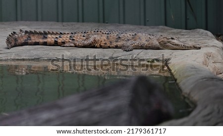 Australian freshwater Johnstone's crocodile or freshie basking by a pond: long-slender snout, light-brown with dark bands body and tail, rounded scales on flank and legs. Brisbane-Queensland-Australia