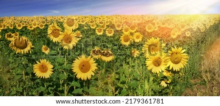 sunflowers vintage panorama flowers dandelion sunset mood
