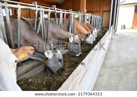 Cows in the stall are eating. Raising cattle