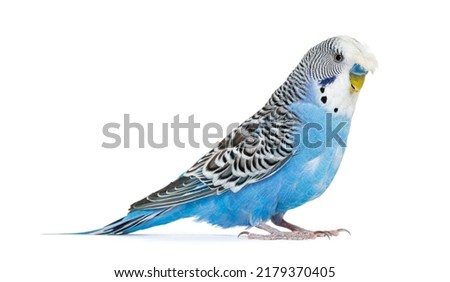 Side view Blue crested Budgerigar, isolated on white Royalty-Free Stock Photo #2179370405
