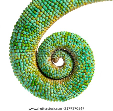 Tail of an veiled chameleon rolled up on itself, Chamaeleo calyptratus, isolated on white Royalty-Free Stock Photo #2179370569