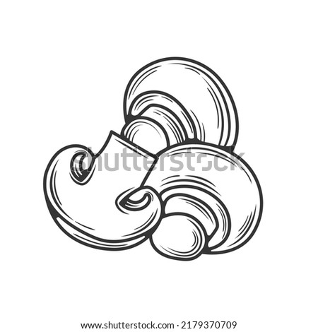 Linear champignon hand drawn, vector illustration.