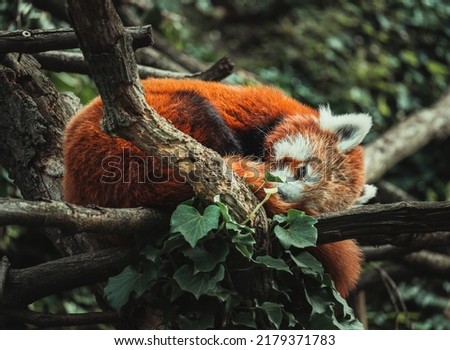 Red Panda - Ailurus fulgens - active specimen on a tree. Detail on animal from close distance