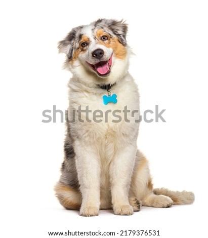 Smiling Puppy australina shepherd five months old, red merle, isolated Royalty-Free Stock Photo #2179376531