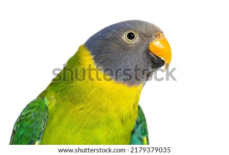 Head shot of a Female Plum-headed parakeet looking at the camera, Psittacula cyanocephala, isolated on white Royalty-Free Stock Photo #2179379035