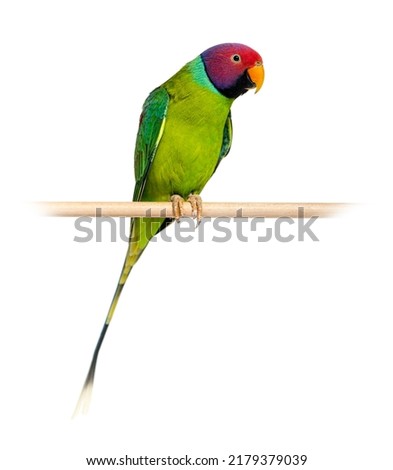 Male Plum-Headed parakeet perched on a wooden perch - Psittacula cyanocephala, isolated on white Royalty-Free Stock Photo #2179379039