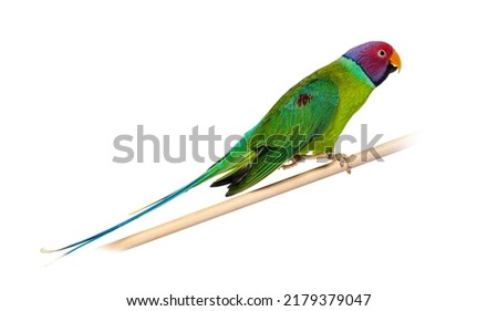 Male Plum-Headed parakeet  on a wooden perch - Psittacula cyanocephala Royalty-Free Stock Photo #2179379047