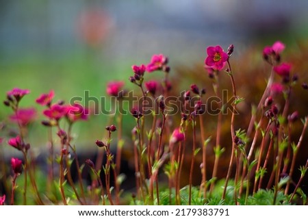 Saxifraga x arendsii 'Peter Pan'. Rock garden flowers in spring.