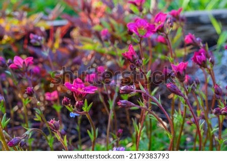 Saxifraga x arendsii 'Peter Pan'. Rock garden flowers in spring.